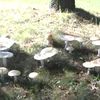 Mom Picks Backyard Mushrooms, Cooks Dinner, Hospitalizes Family